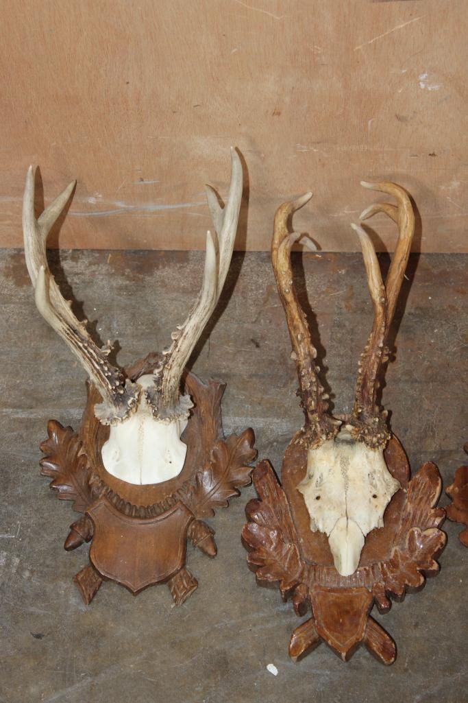 (5) ROE DEER Euro Cut Skull Caps on German Style Black Forest Wood Plaques - 2