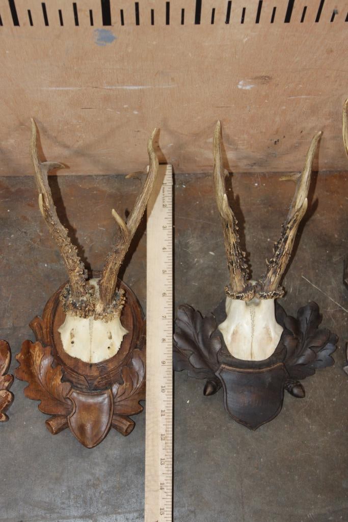 (5) ROE DEER Euro Cut Skull Caps on German Style Black Forest Wood Plaques - 3