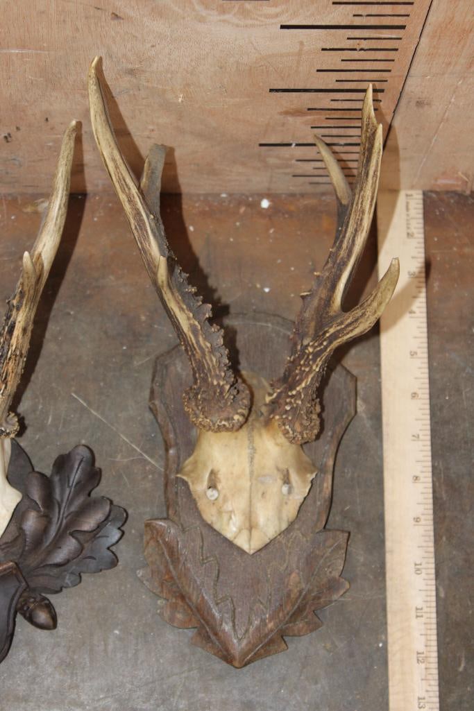 (5) ROE DEER Euro Cut Skull Caps on German Style Black Forest Wood Plaques - 4