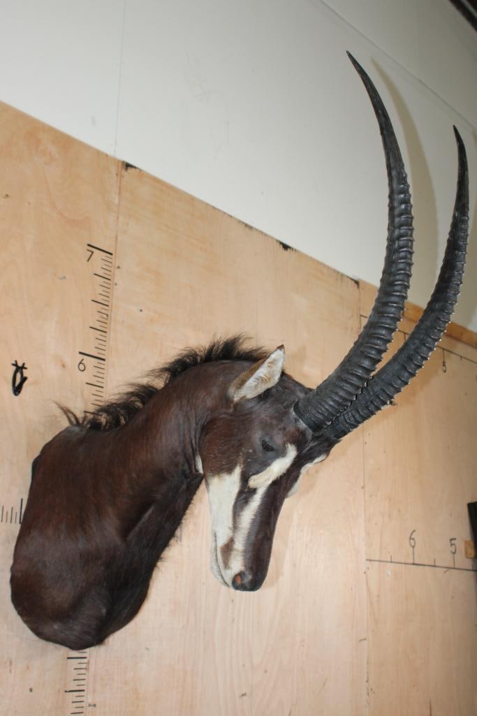 SABLE Shoulder Mount with Removable Horns: SABLE Shoulder Mount. The Horns measure 33 1/8" and 33.25" Long and are Removable. It is in Good Condition. TAXIDERMY 