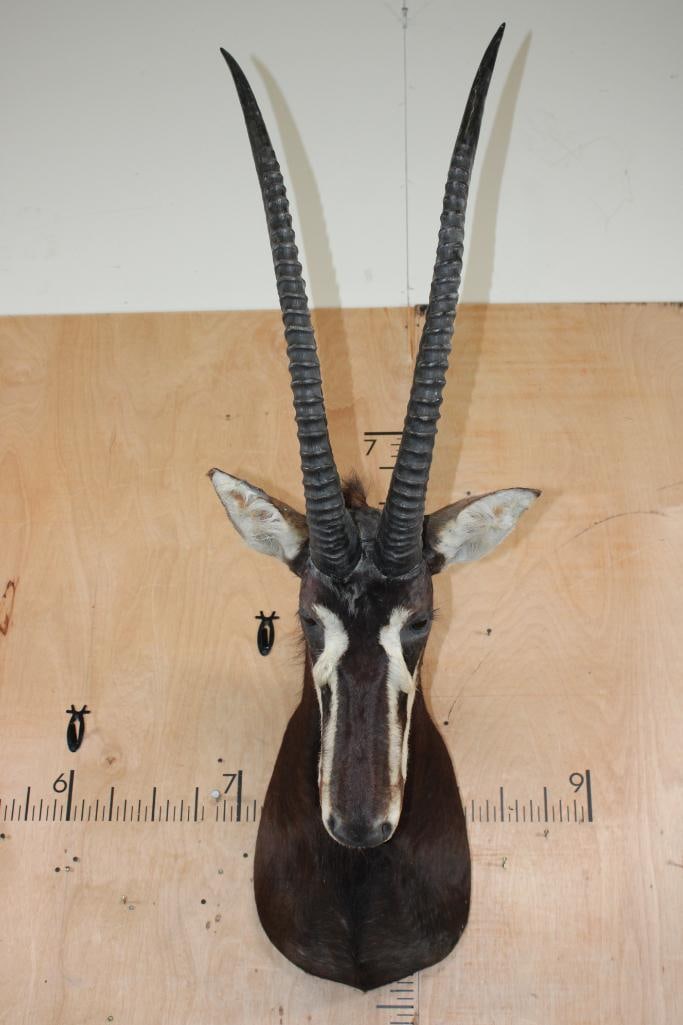 SABLE Shoulder Mount with Removable Horns - 2