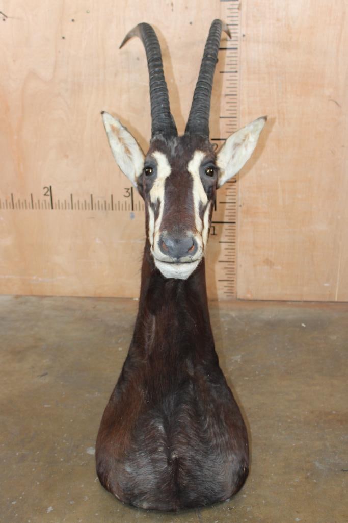 SABLE Shoulder Mount with Removable Horns - 6