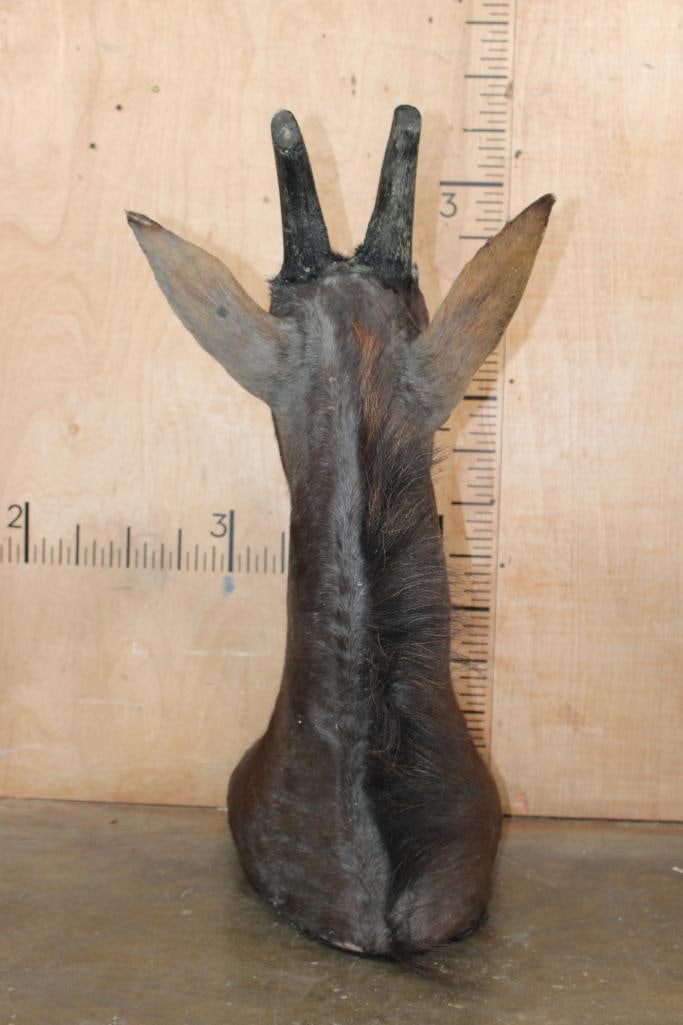 SABLE Shoulder Mount with Removable Horns - 7