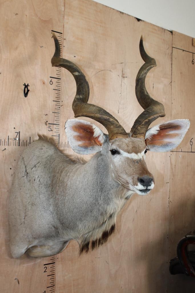 KUDU Shoulder Mount - 2