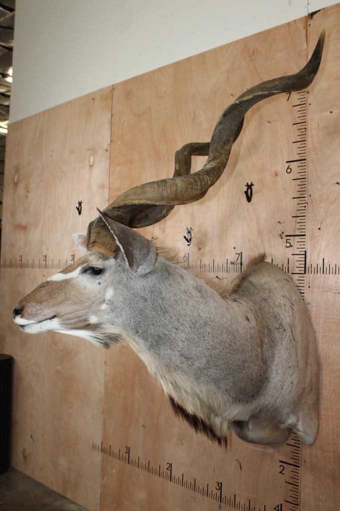 KUDU Shoulder Mount - 3