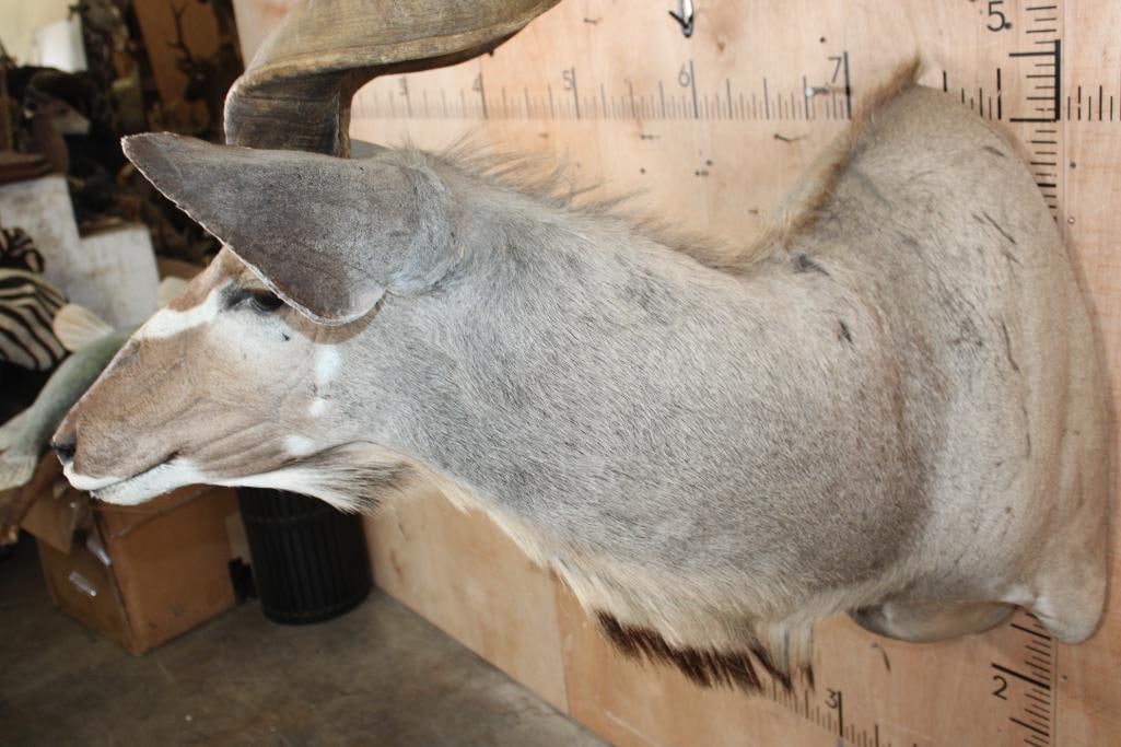 KUDU Shoulder Mount - 4
