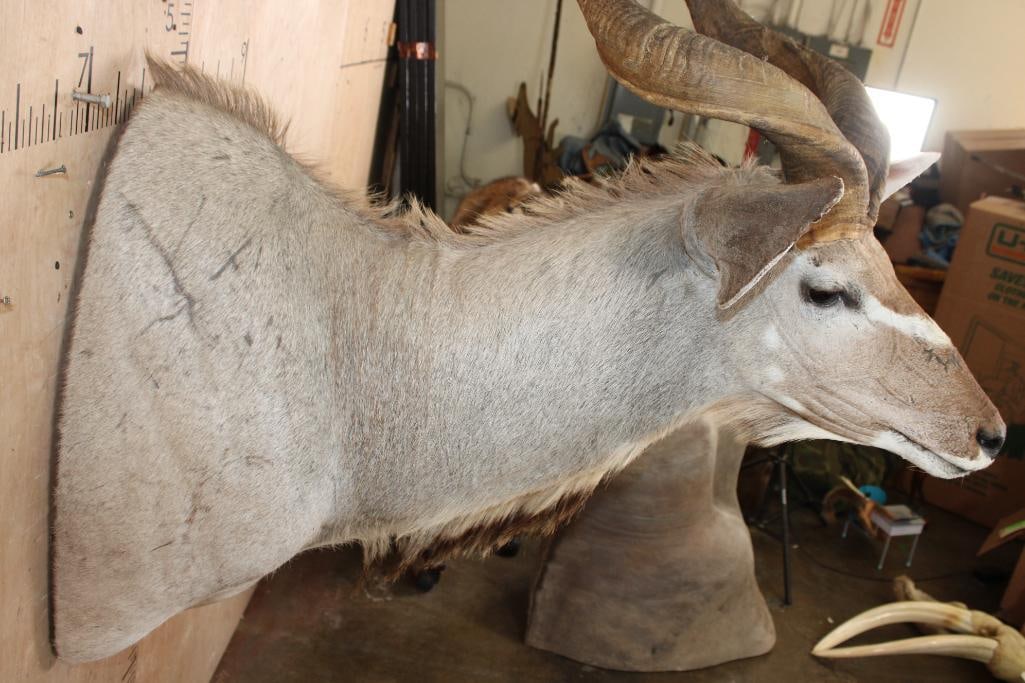 KUDU Shoulder Mount - 5