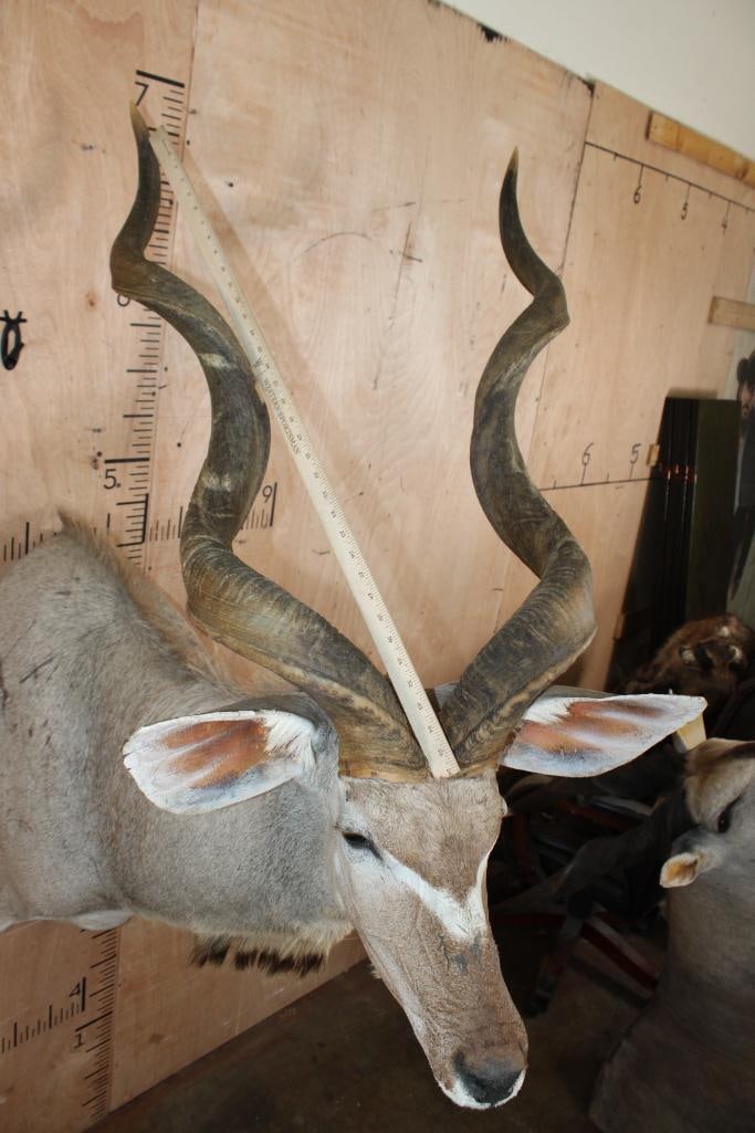 KUDU Shoulder Mount - 6