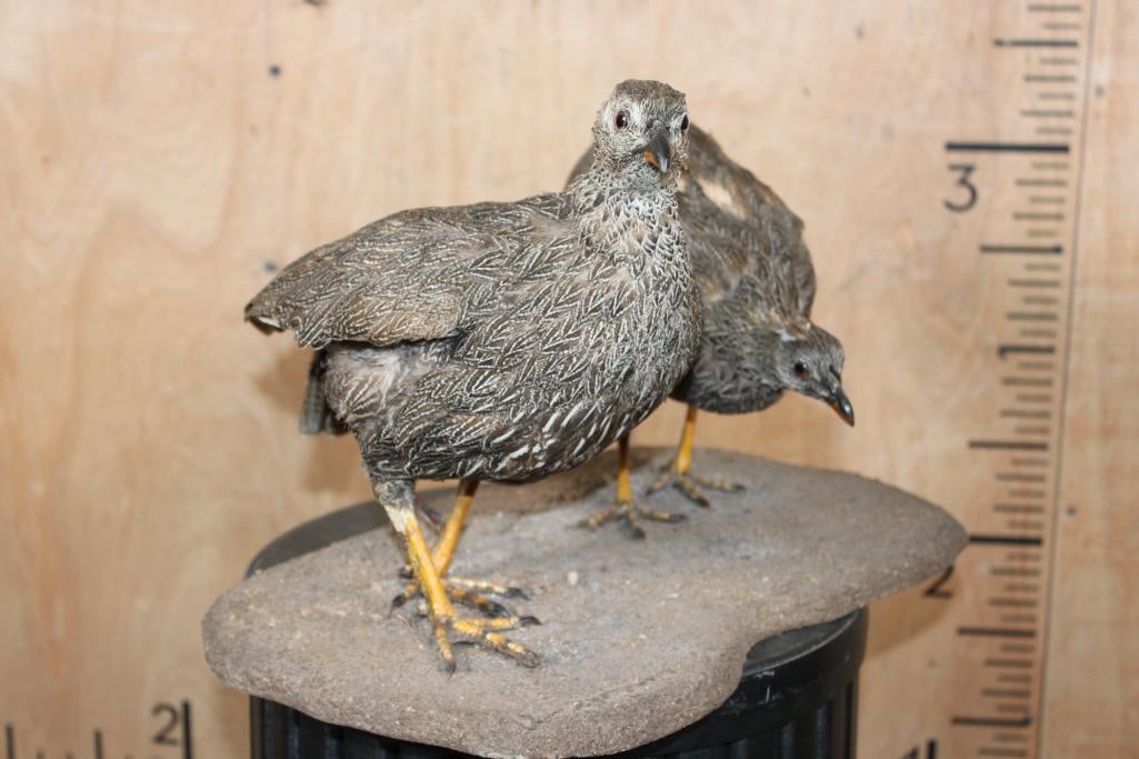 2 Life-sized CAPE SPURFOWL or CAPE FRANCOLIN Birds on a Natural Base - 2