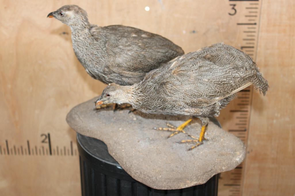 2 Life-sized CAPE SPURFOWL or CAPE FRANCOLIN Birds on a Natural Base - 3