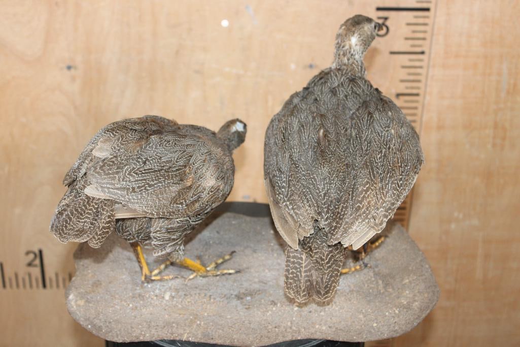 2 Life-sized CAPE SPURFOWL or CAPE FRANCOLIN Birds on a Natural Base - 4