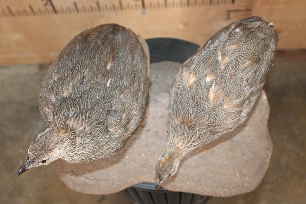 2 Life-sized CAPE SPURFOWL or CAPE FRANCOLIN Birds on a Natural Base - 5