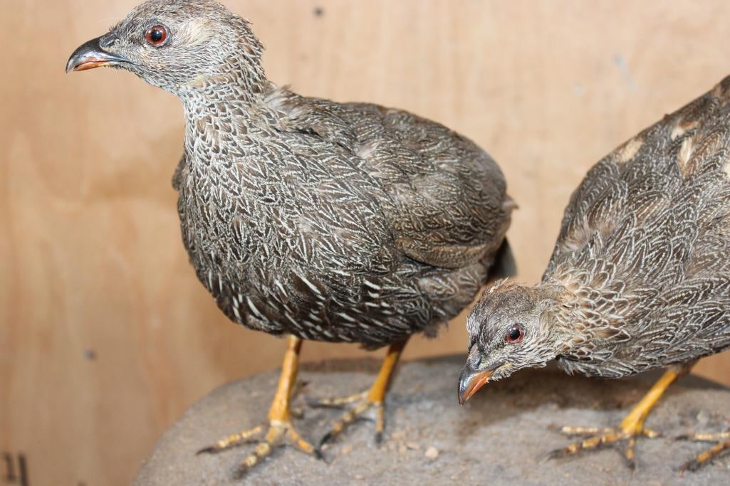 2 Life-sized CAPE SPURFOWL or CAPE FRANCOLIN Birds on a Natural Base - 6