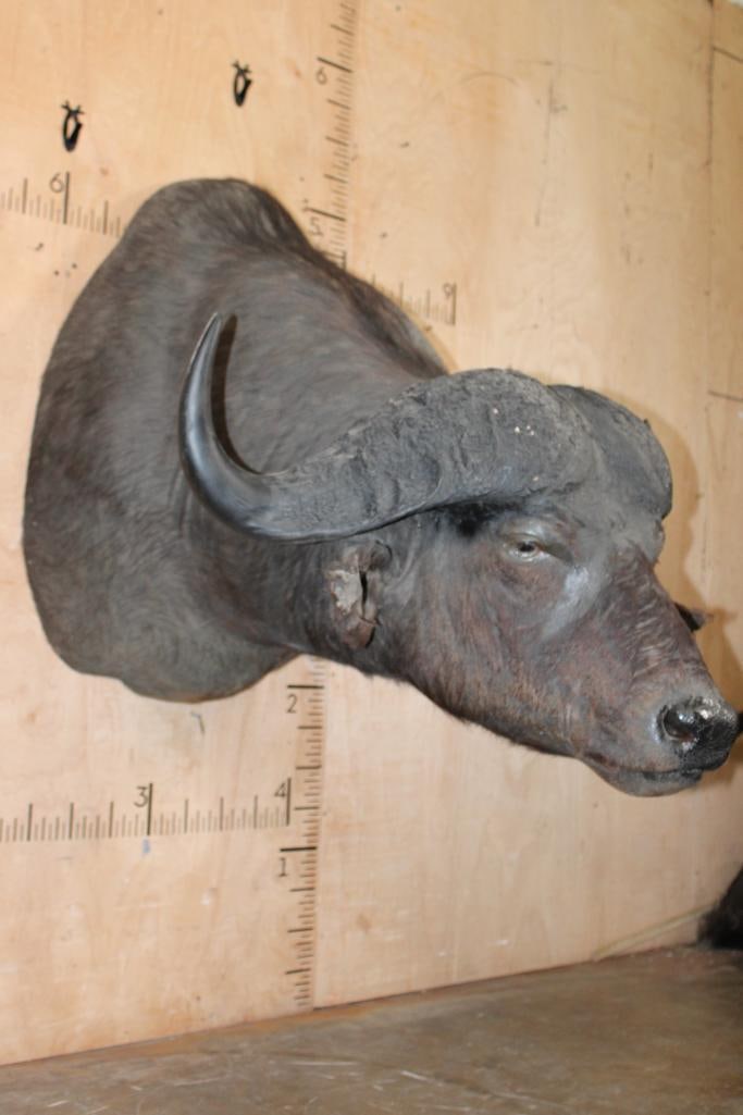 Big CAPE BUFFALO Shoulder Mount - 2