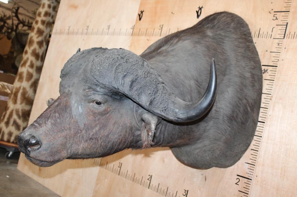 Big CAPE BUFFALO Shoulder Mount - 3