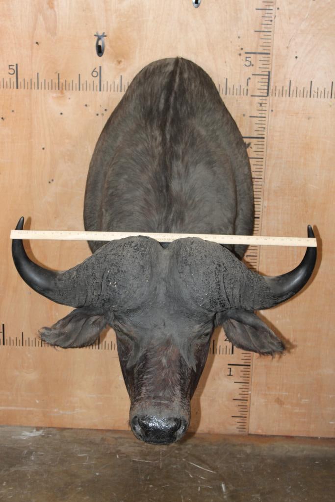 Big CAPE BUFFALO Shoulder Mount - 4