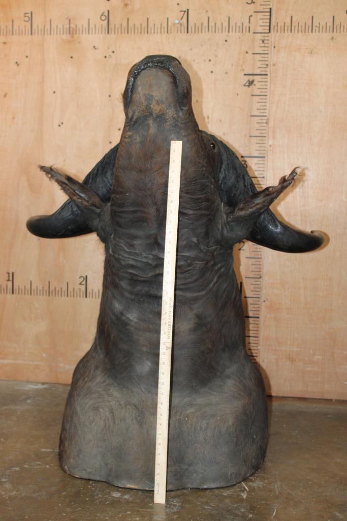 Big CAPE BUFFALO Shoulder Mount - 7