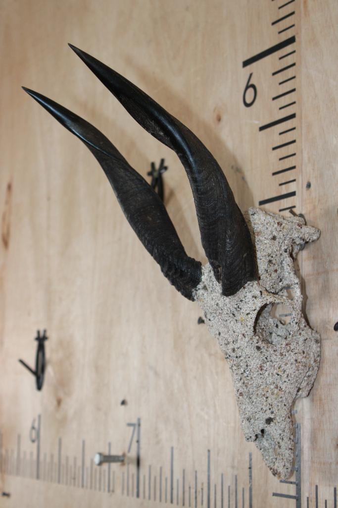 BUSHBUCK Skull with a "Rock Spray" Texture Finish - 2