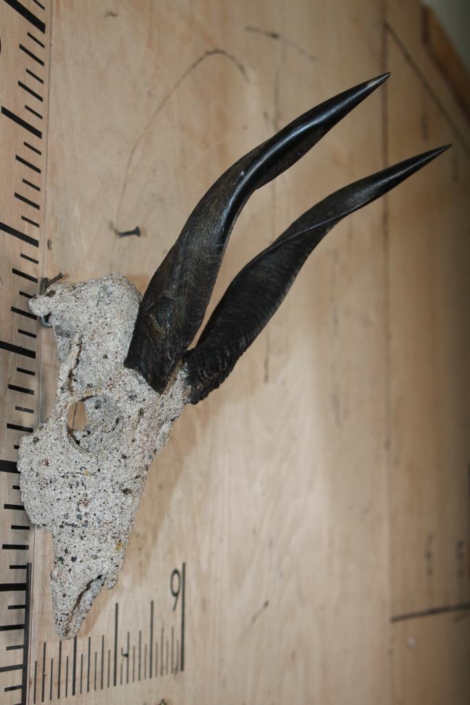 BUSHBUCK Skull with a "Rock Spray" Texture Finish - 3