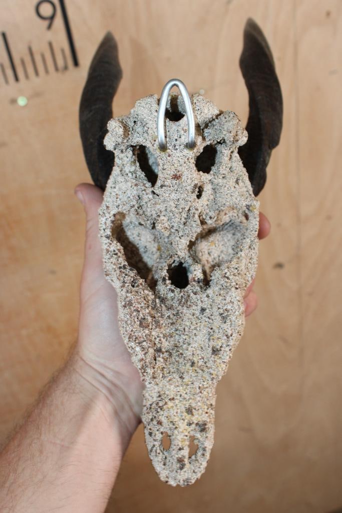 BUSHBUCK Skull with a "Rock Spray" Texture Finish - 5
