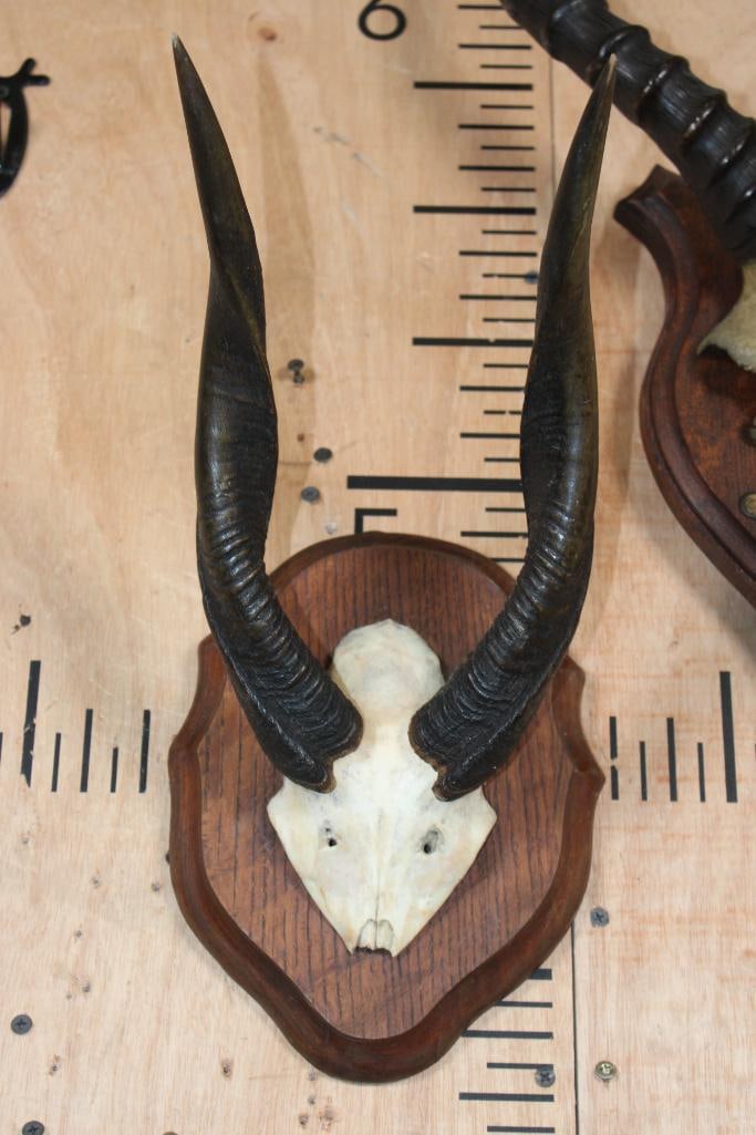 (1) BUSHBUCK and (1) TSESSEBE Euro Cut Skull Caps on Wood Plaques - 2