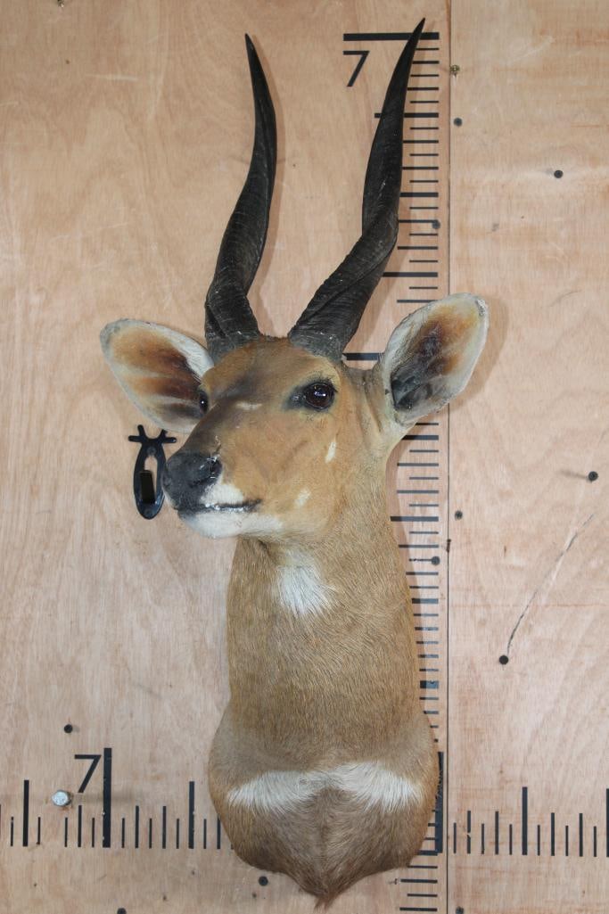 BUSHBUCK Shoulder Mount - 2