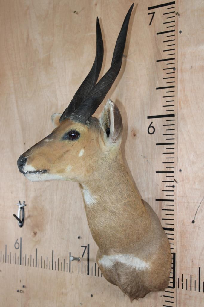BUSHBUCK Shoulder Mount - 3