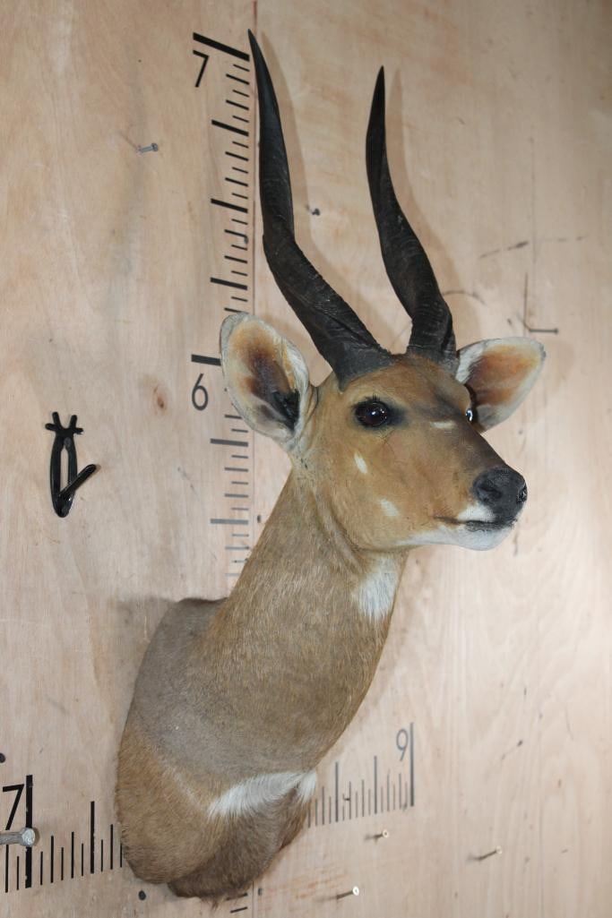 BUSHBUCK Shoulder Mount - 4