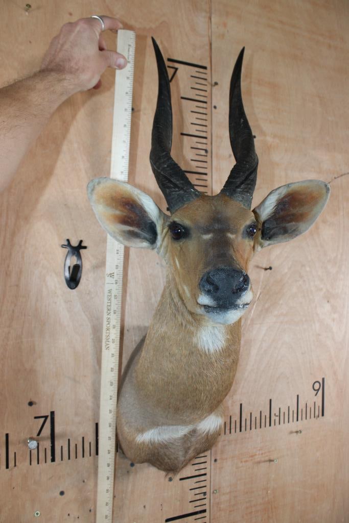BUSHBUCK Shoulder Mount - 6