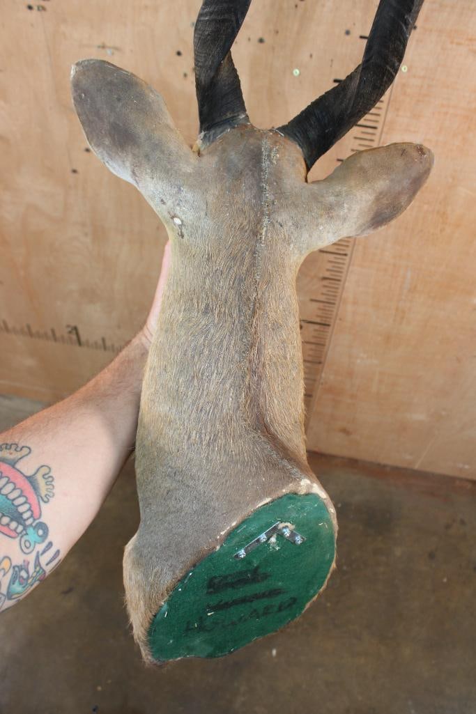 BUSHBUCK Shoulder Mount - 7