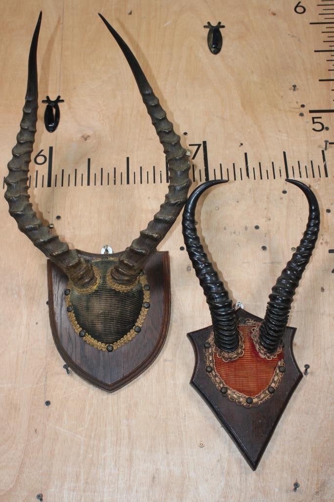 Vintage Sets of IMPALA and SPRINGBOK Horns on Wood Plaques: Vintage Sets of IMPALA and SPRINGBOK Horns on Wood Plaques. TAXIDERMY 