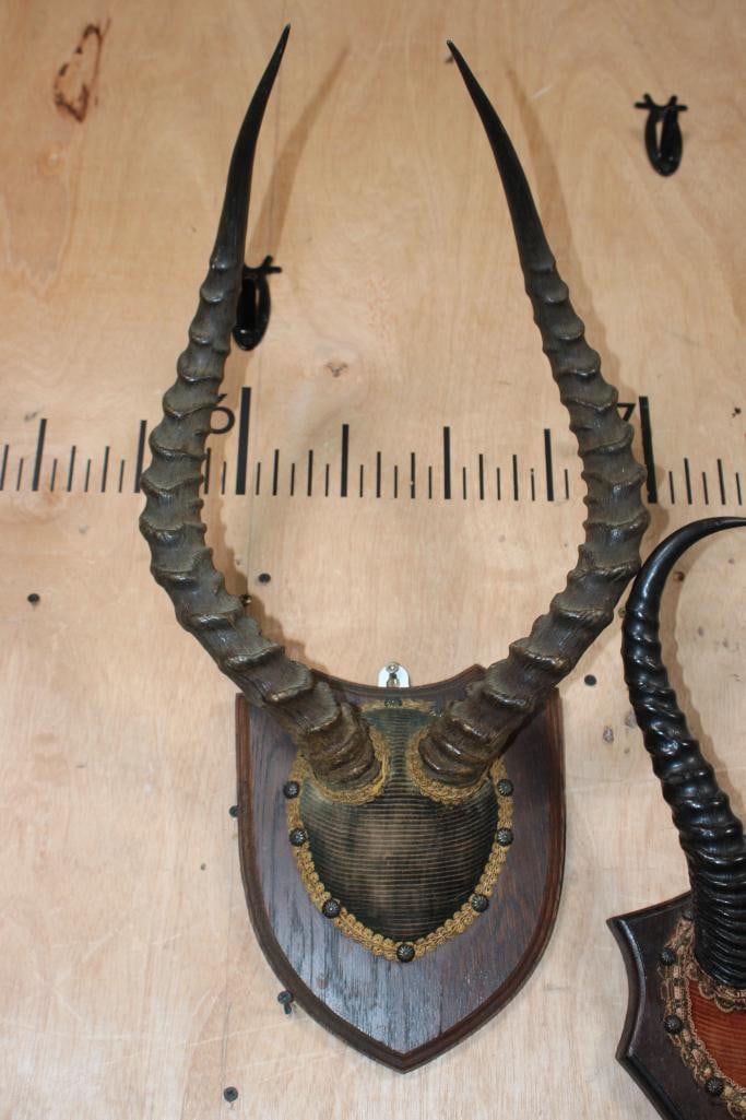 Vintage Sets of IMPALA and SPRINGBOK Horns on Wood Plaques - 2