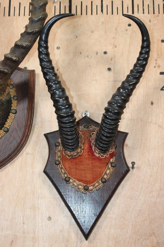 Vintage Sets of IMPALA and SPRINGBOK Horns on Wood Plaques - 3