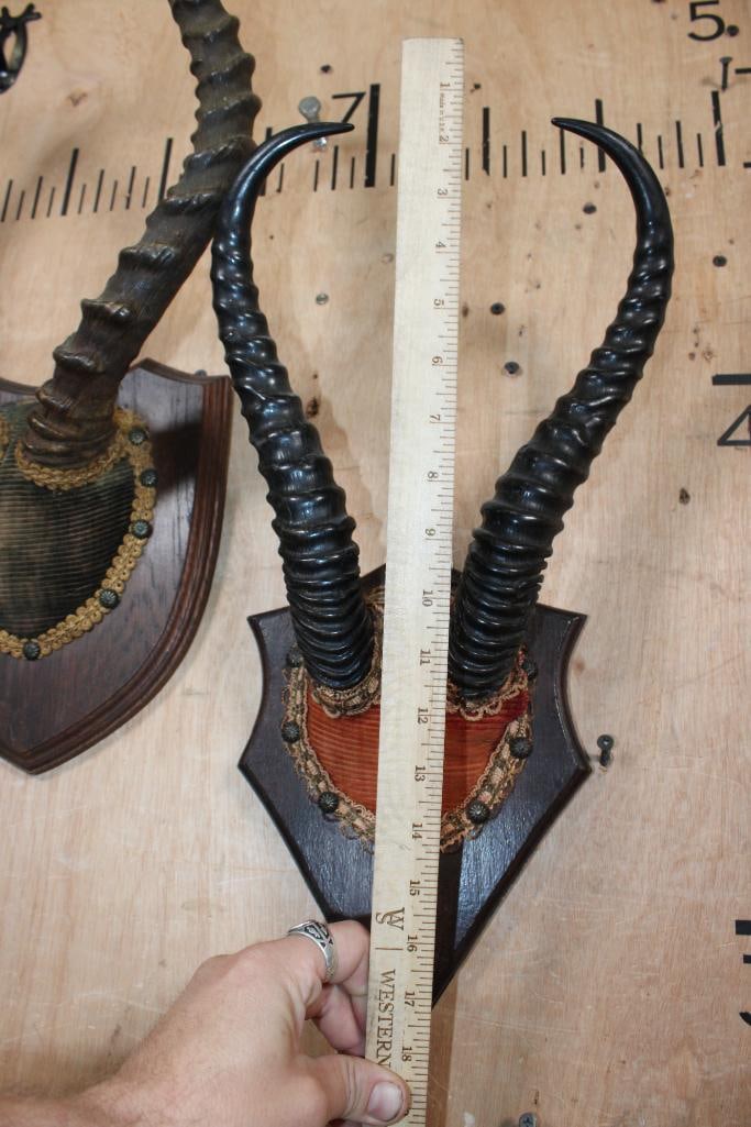 Vintage Sets of IMPALA and SPRINGBOK Horns on Wood Plaques - 5