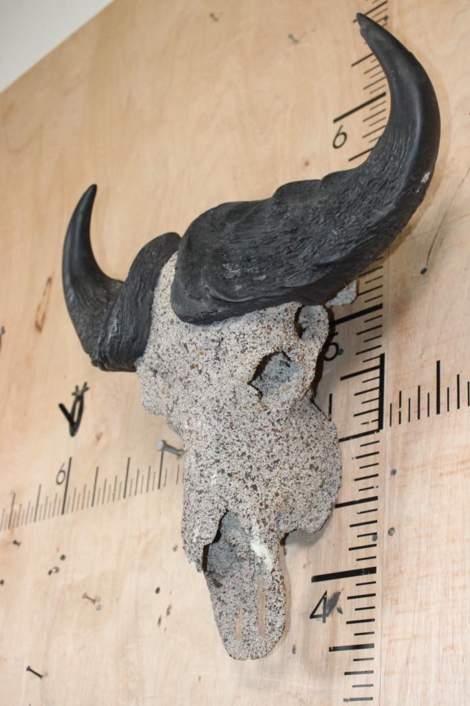 SAVANNAH BUFFALO Skull with a "Rock Spray" Texture Finish - 2
