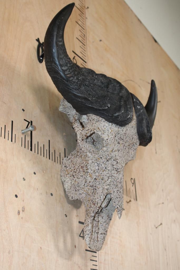 SAVANNAH BUFFALO Skull with a "Rock Spray" Texture Finish - 4