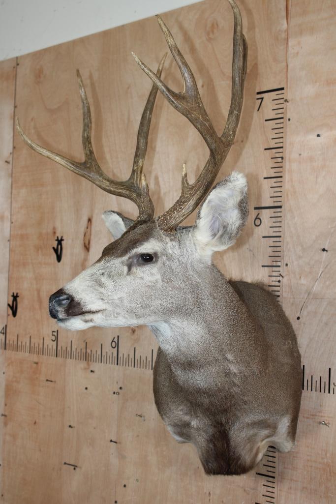 9-Point MULE DEER Wall Pedestal Mount - 2