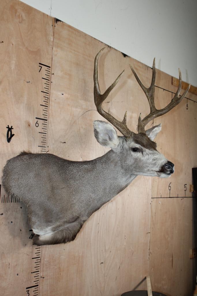 9-Point MULE DEER Wall Pedestal Mount - 3