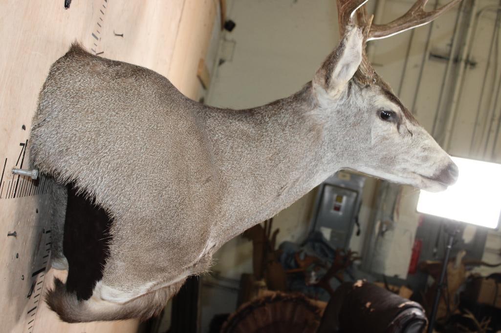 9-Point MULE DEER Wall Pedestal Mount - 4