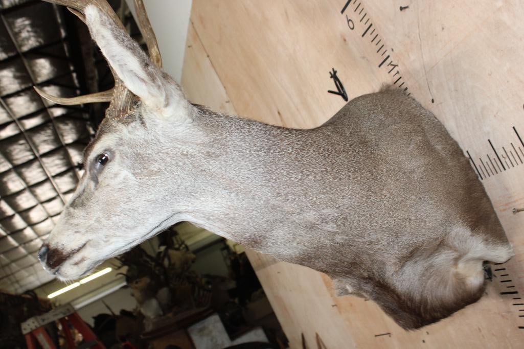 9-Point MULE DEER Wall Pedestal Mount - 5