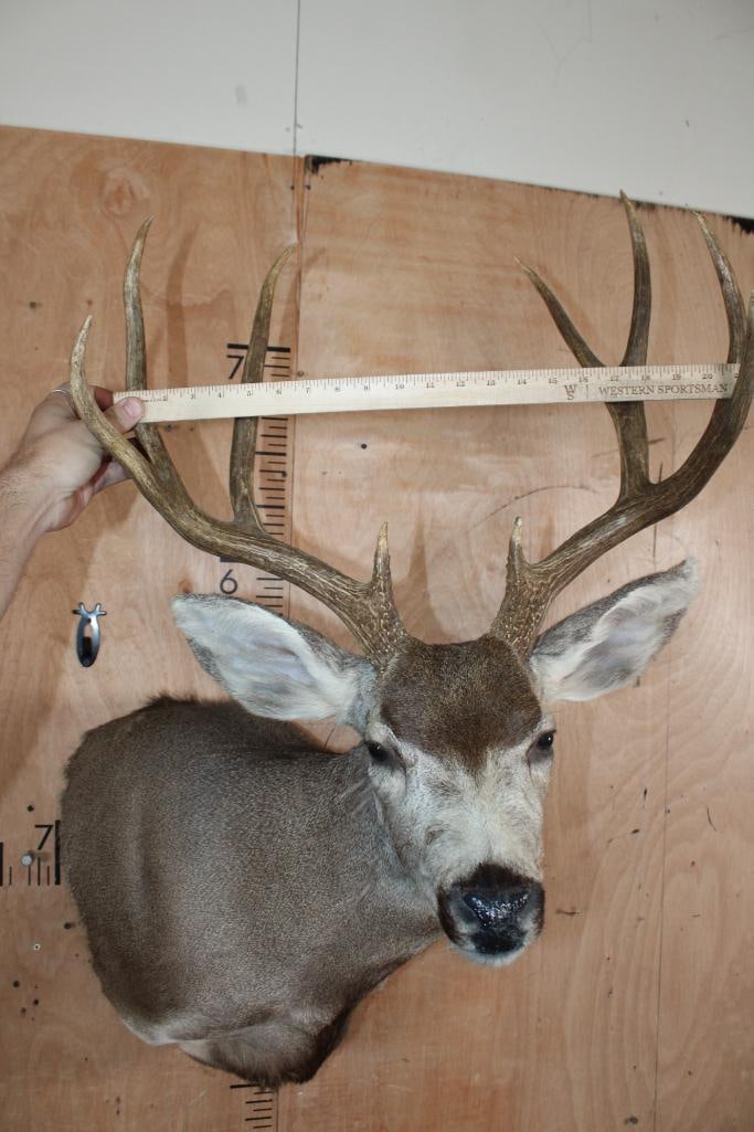 9-Point MULE DEER Wall Pedestal Mount - 6