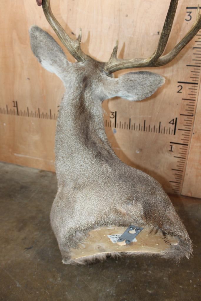 9-Point MULE DEER Wall Pedestal Mount - 7