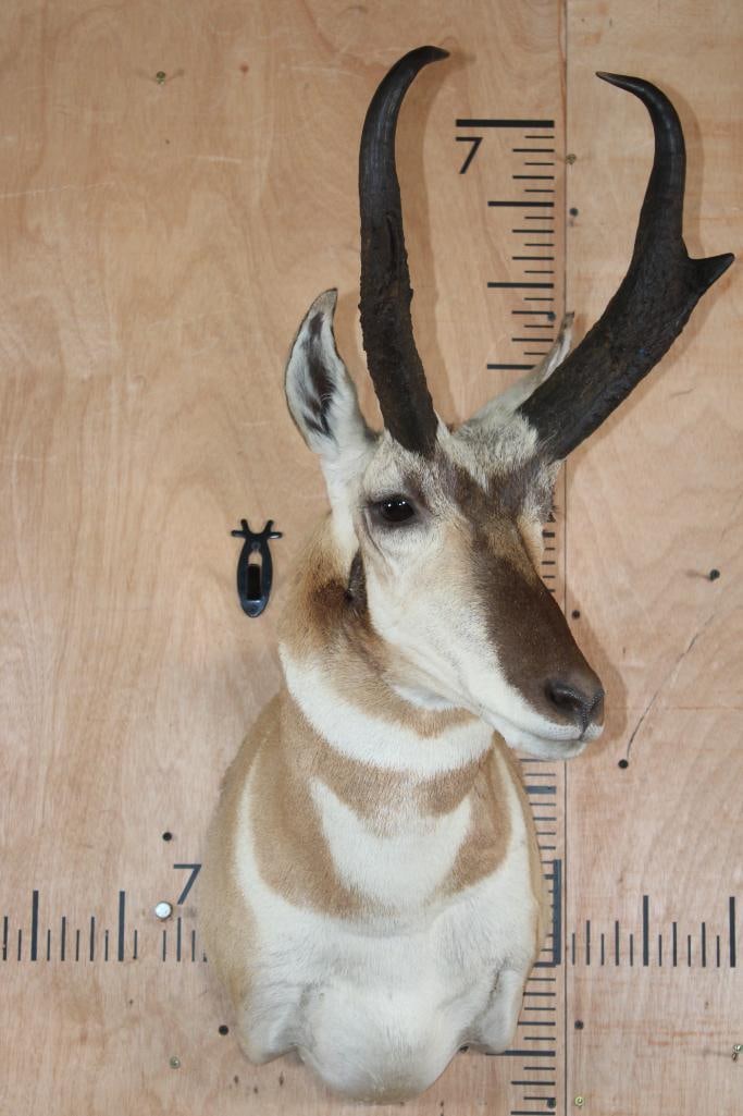 Big PRONGHORN Shoulder Mount "Looks New"! - 2