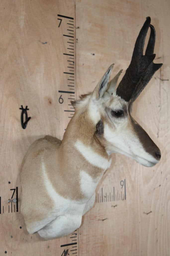 Big PRONGHORN Shoulder Mount "Looks New"! - 3