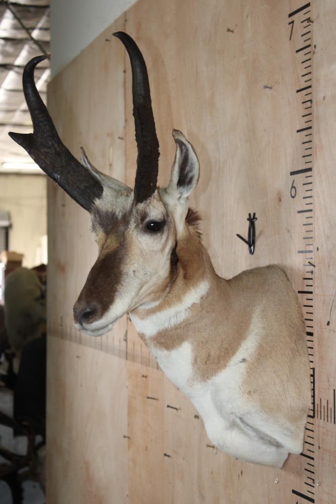 Big PRONGHORN Shoulder Mount "Looks New"! - 4