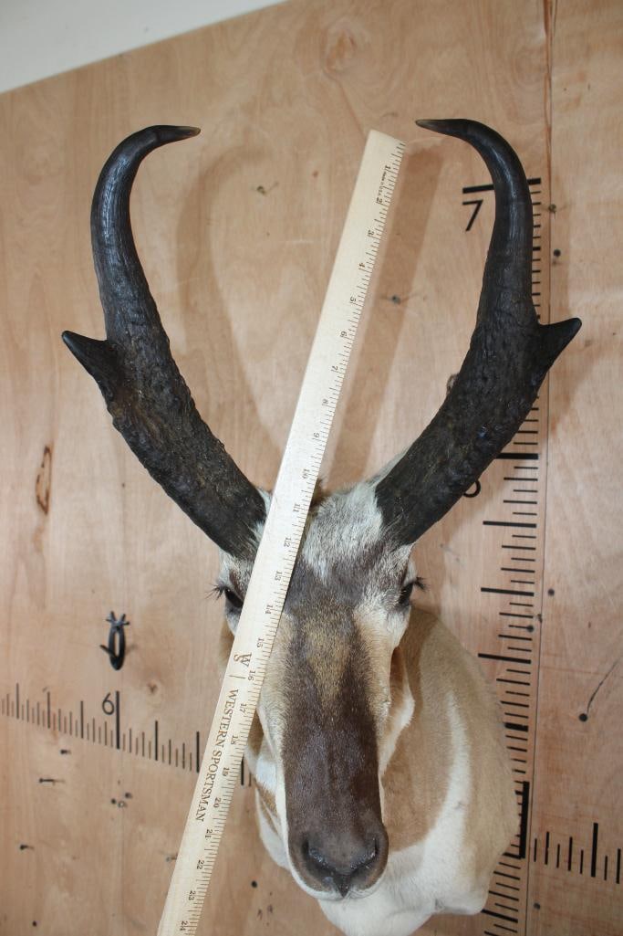 Big PRONGHORN Shoulder Mount "Looks New"! - 5