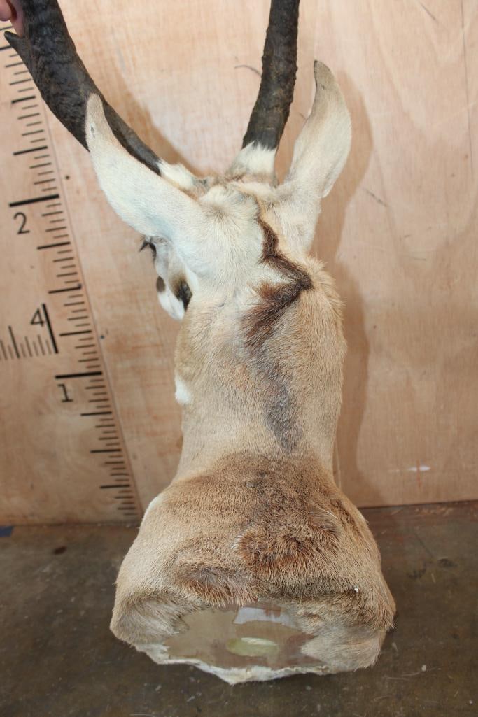 Big PRONGHORN Shoulder Mount "Looks New"! - 6