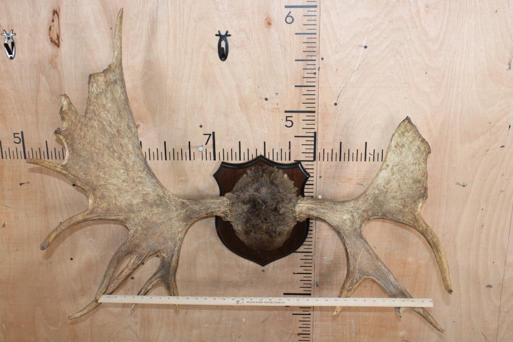 15-Point MOOSE Rack Mounted on a Plaque with Hide - 2