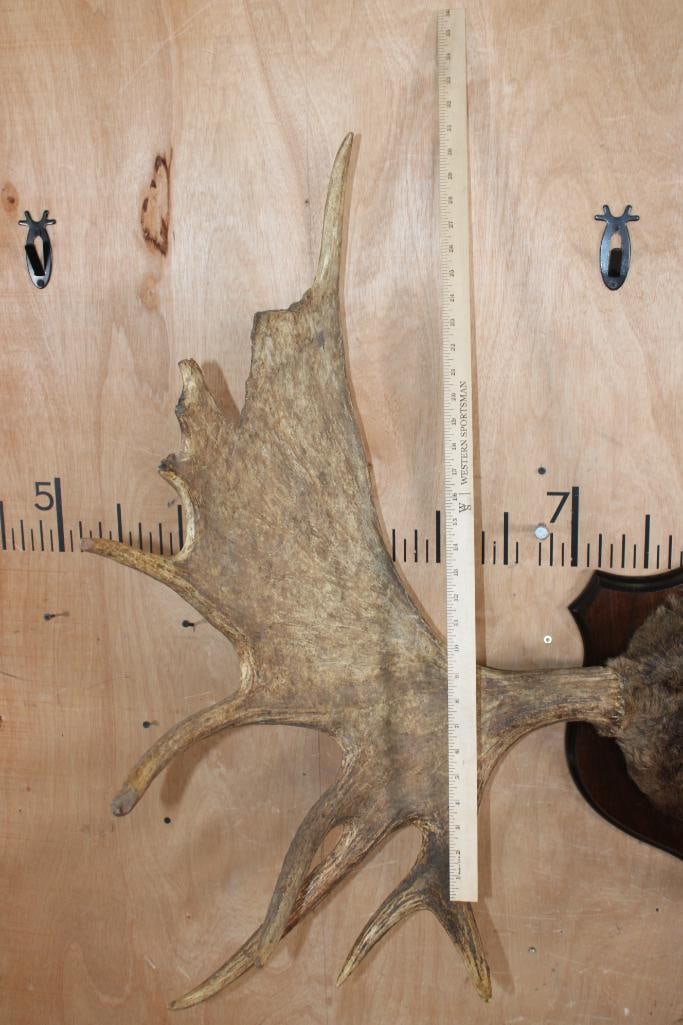 15-Point MOOSE Rack Mounted on a Plaque with Hide - 3