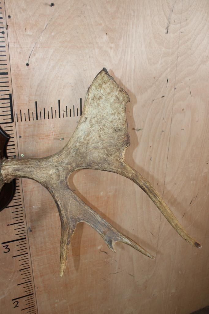 15-Point MOOSE Rack Mounted on a Plaque with Hide - 4